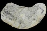 Pennsylvanian Fossil Cordaite Tree Artesia - Kentucky #136668-2